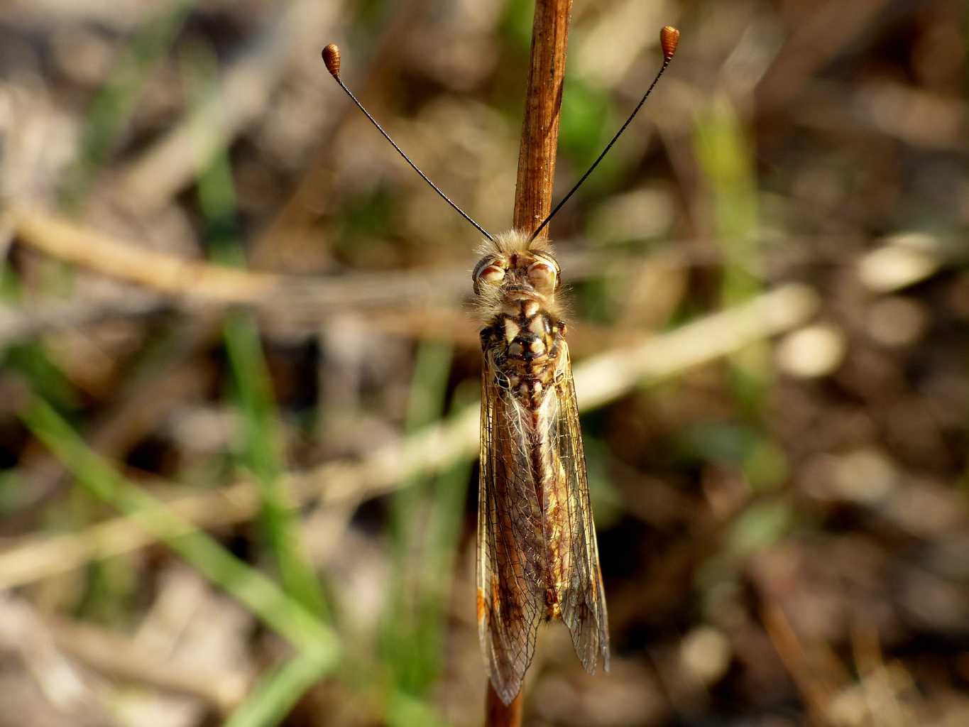 Deleproctophylla australis
